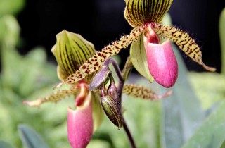 Come fare rifiorire un'orchidea