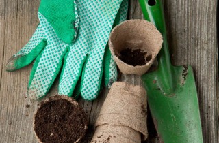 Come coltivare l'aglio in vaso