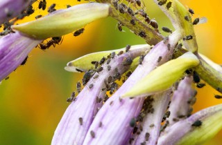 Sognare i pidocchi: interpretazioni