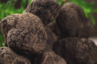 Come coltivare i tartufi a casa
