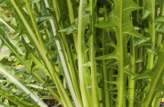 Come coltivare la cicoria