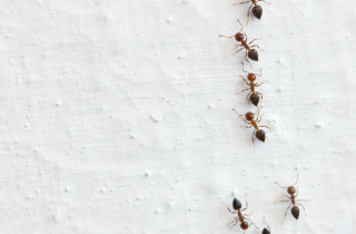 Arriva il caldo, arrivano le formiche