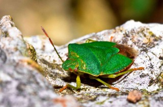 Come eliminare le cimici: trucchi e prodotti per combattere le cimici verdi e del letto
