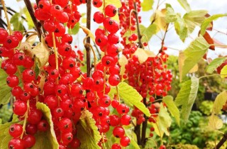 Ribes nero e rosso: guida alla coltivazione