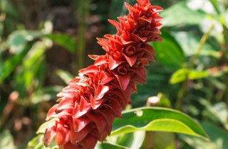 Come coltivare la curcuma: guida