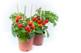 Orto sul balcone, come coltivare i pomodori ciliegini in vaso