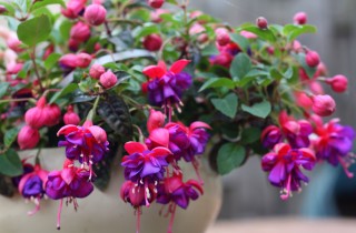 Coltivare la fucsia in vaso, i consigli utili per non sbagliare