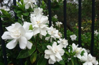 Coltivare la gardenia in terrazzo senza foglie gialle