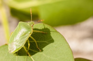 Cimici verdi delle piante, come allontanarle dal giardino con metodi naturali