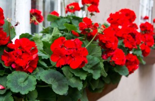 Come coltivare i gerani sul balcone, 7 consigli utili