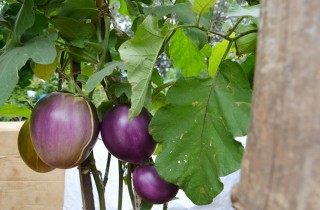 Come coltivare le melanzane nell’orto e in vaso