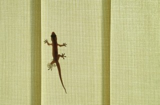 Un geco è entrato in casa: come portarlo fuori senza fargli male