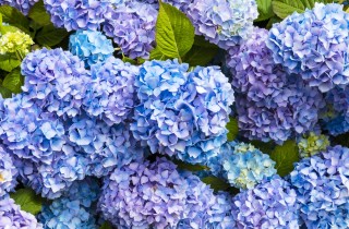 Coltivare le ortensie nel giardino, 7 consigli per curarle