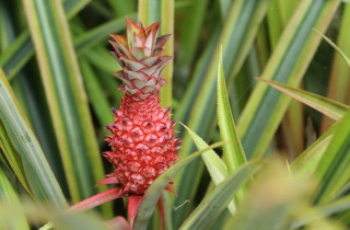 Come coltivare l’ananas per arredare gli interni