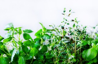 Coltivare le erbe aromatiche, i 9 trucchi per cominciare