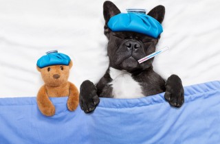 Cosa fare se il cane ha la febbre, ecco come intervenire