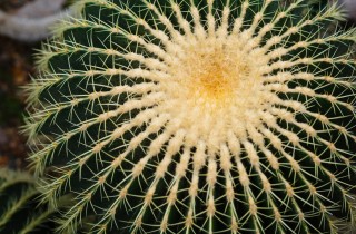 Cuscino della suocera, 7 consigli per coltivare la pianta grassa