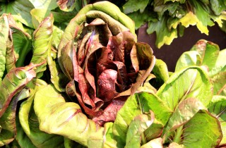 Come coltivare la cicoria in vaso, 5 consigli utili