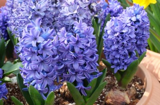 Coltivare i giacinti in vaso, 5 consigli utili