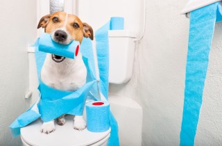 Come educare un cucciolo a fare i bisogni senza sporcare in casa