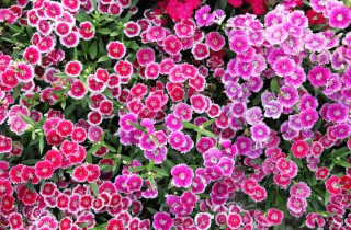 Coltivare il garofanino, 5 consigli utili