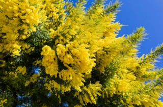 Come coltivare la mimosa, 7 consigli per il fiore che preannuncia la primavera