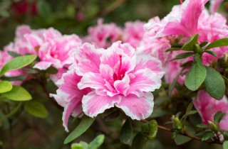 Giardinaggio di primavera, i fiori più belli da coltivare se hai il pollice verde