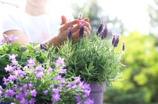 Come coltivare la lavanda in vaso, 5 consigli utili