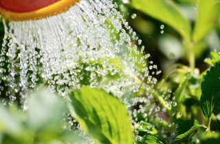 Come proteggere le piante da caldo e afa