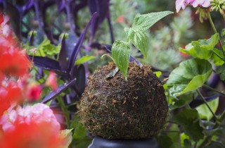 Kokedama, le piante adatte al nostro angolo verde