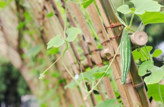 Cosa sono i tenerumi e come si cucinano in modo perfetto