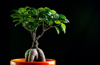 Bonsai Ginseng, come curarlo