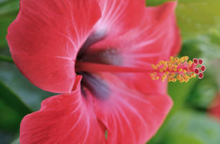 Le migliori frasi sulla bellezza