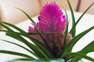 Come coltivare la tillandsia, 7 consigli utili