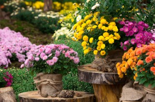 Fiori autunnali da piantare a novembre, i magnifici 5