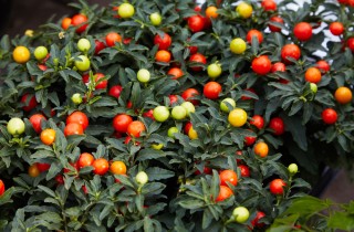 Come coltivare il solanum pseudocapsicum, 9 consigli utili