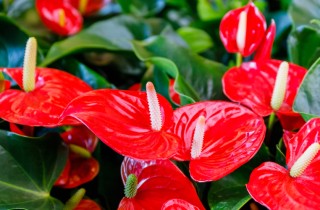 Coltivare l'anthurium, 9 consigli utili