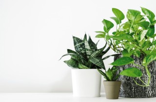 Idrocoltura: come fare per coltivare le piante in acqua