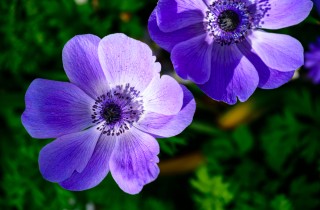 Coltivare l’anemone: 9 consigli utili