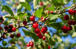 Come coltivare le ciliegie: 9 consigli utili