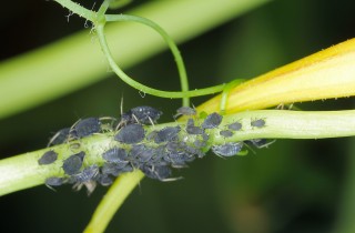 Come eliminare gli afidi neri dalle piante: 7 rimedi casalinghi