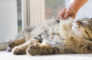 Gatto che vomita pelo di frequente: le cause e cosa fare