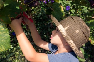 Vendemmia con i bambini: i consigli per raccogliere l’uva in famiglia