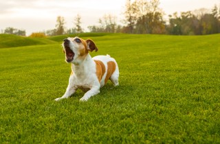 Come educare il cane adulto a non abbaiare