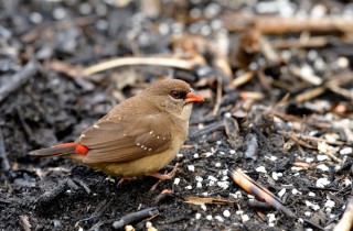 Bengalini, uccelli da compagnia