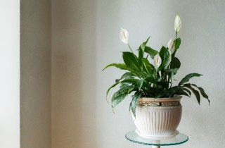 Come curare lo spatifillo: 9 consigli per coltivarlo