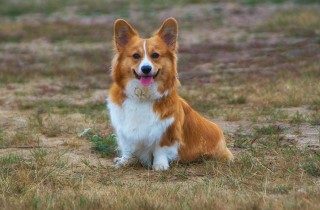 Cani gallesi: cosa sapere sui Welsh Corgi, amati dalla regina Elisabetta