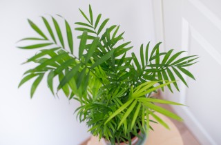 Come coltivare la chamaedorea: 9 consigli utili per la cura della palma della fortuna