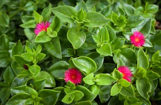 Piante grasse con fiori: le immagini più belle