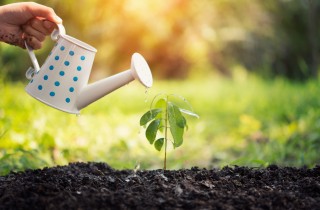 Innaffiare le piante: quando e come bagnarle